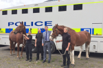 PolScotHorses